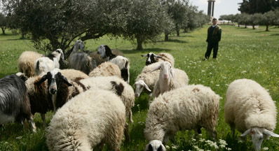 שיעור "הדף היומי" ליום כ"ג אדר תש"ע - מסכת סנהדרין דף כה