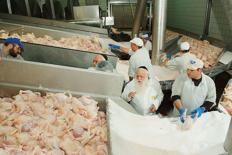 תגלית: הלכות 'גיד הנשה' - גם בעופות