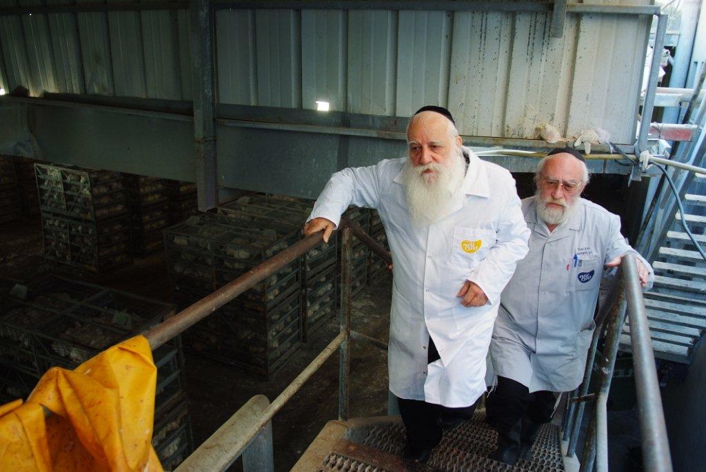 תגלית: הלכות 'גיד הנשה' - גם בעופות