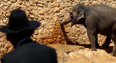 הרב עובדיה יוסף משיב לשאלה: לגדל דגים טמאים באקווריום. מותר?