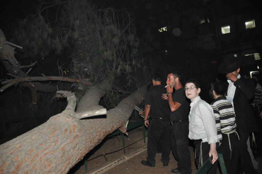 בני-ברק: עץ ענק ממדים קרס בתוך הגן; בנס לא היו נפגעים