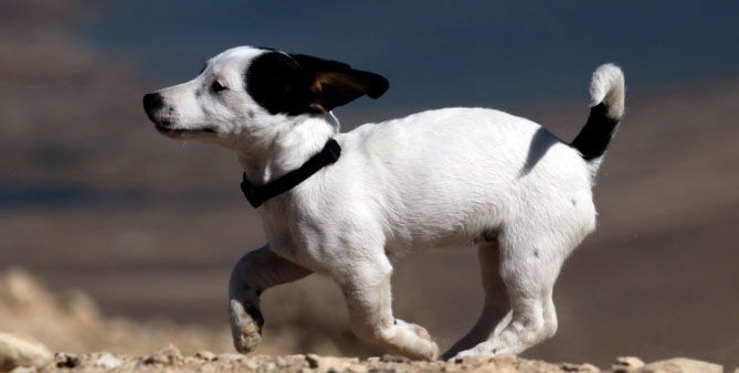 הלכה יומית: מותר לטייל עם כלב בשבת?