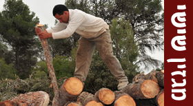 פרשת פנחס: החוטב בעל ידי הזהב