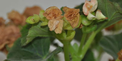 שידוכים: איך נמנעים משברון-לב?