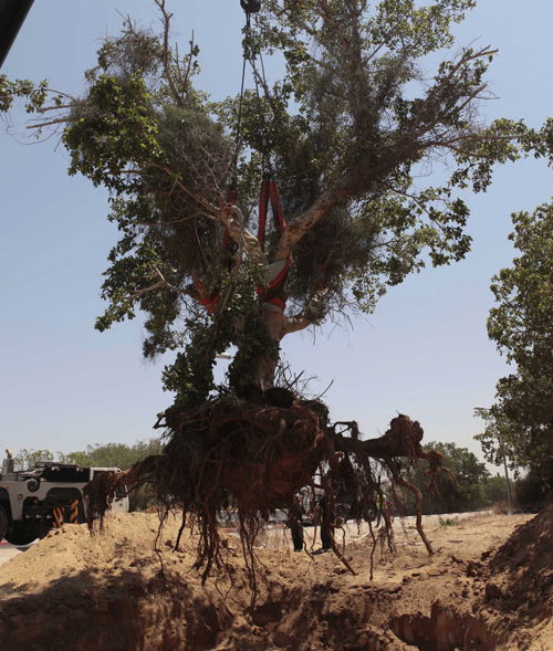 העץ נעקר, השבוע