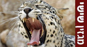 פרשת כי תצא: מנגינה שעצרה את הנמר