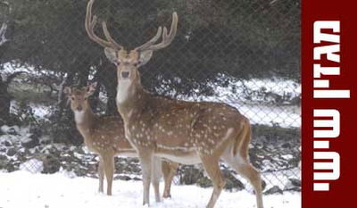 פרשת נצבים וילך: חוכמתו של הצבי