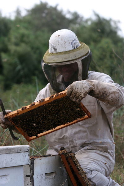 כיכר היום: הדבש והעוקץ