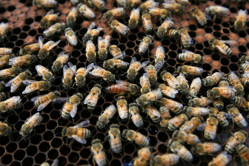 כיכר היום: הדבש והעוקץ