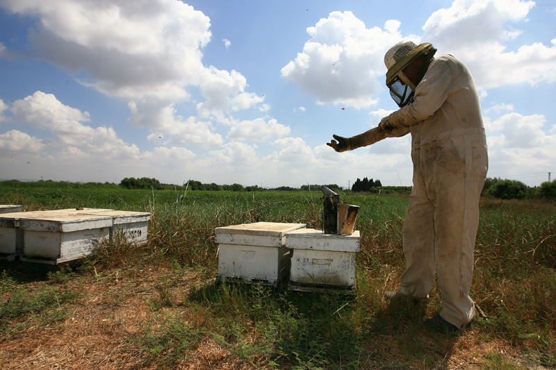 כיכר היום: הדבש והעוקץ