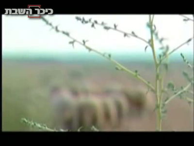 בעל הנס בטבע: קליפ ל'אדון הסליחות'