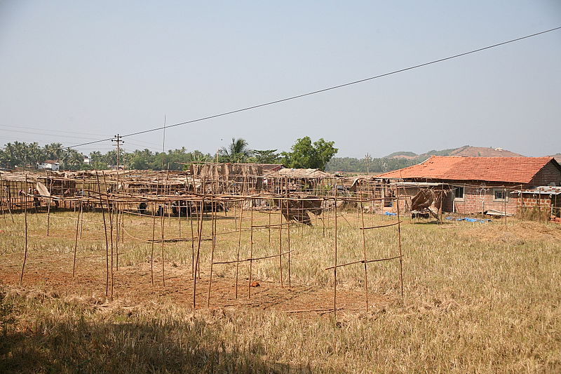 אלפסי בעולם: בואו לסיור עוצר נשימה בגואה