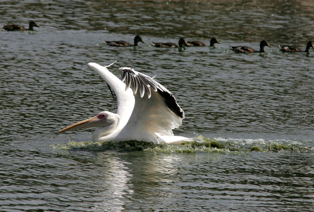 לכל בריה ובריה די מחסורה