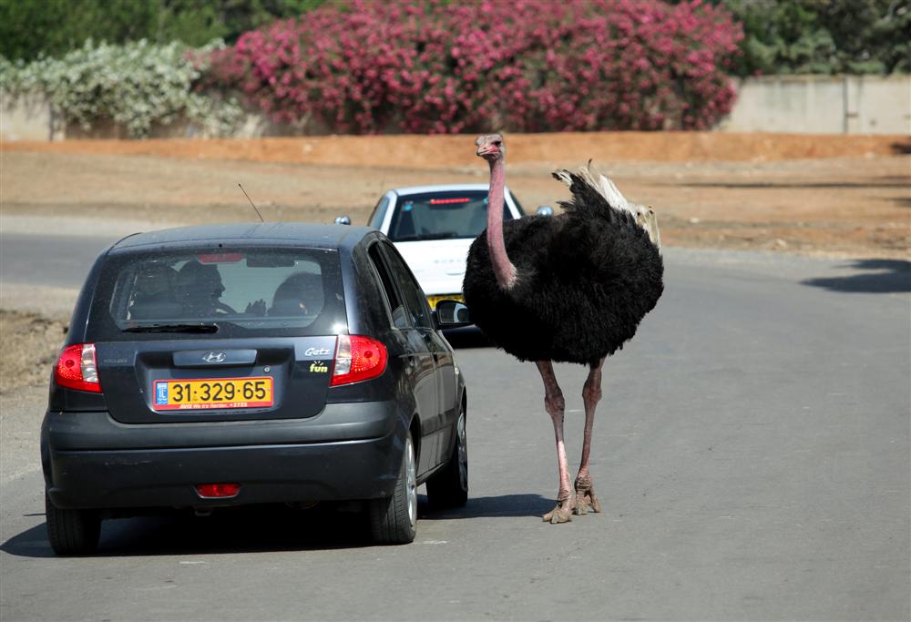 לכל בריה ובריה די מחסורה