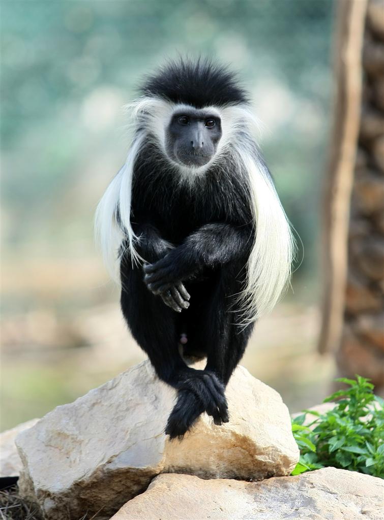 לכל בריה ובריה די מחסורה