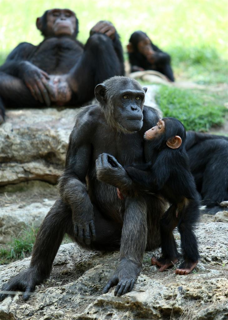 לכל בריה ובריה די מחסורה
