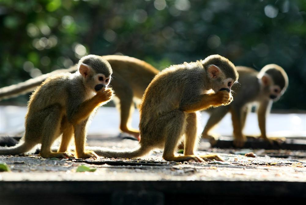 לכל בריה ובריה די מחסורה