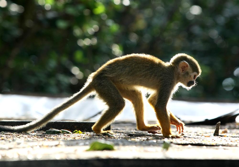 לכל בריה ובריה די מחסורה