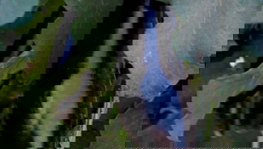 חציל (פלאש 90)