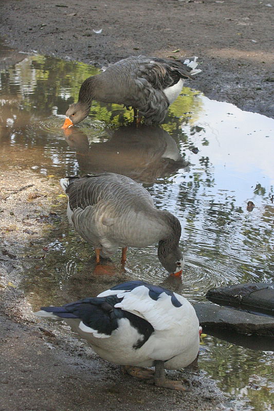 עוצר נשימה: תיעוד מרהיב מהמפלים הגדולים בעולם