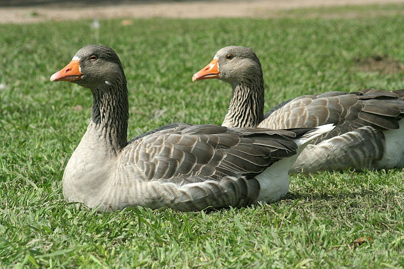 עוצר נשימה: תיעוד מרהיב מהמפלים הגדולים בעולם