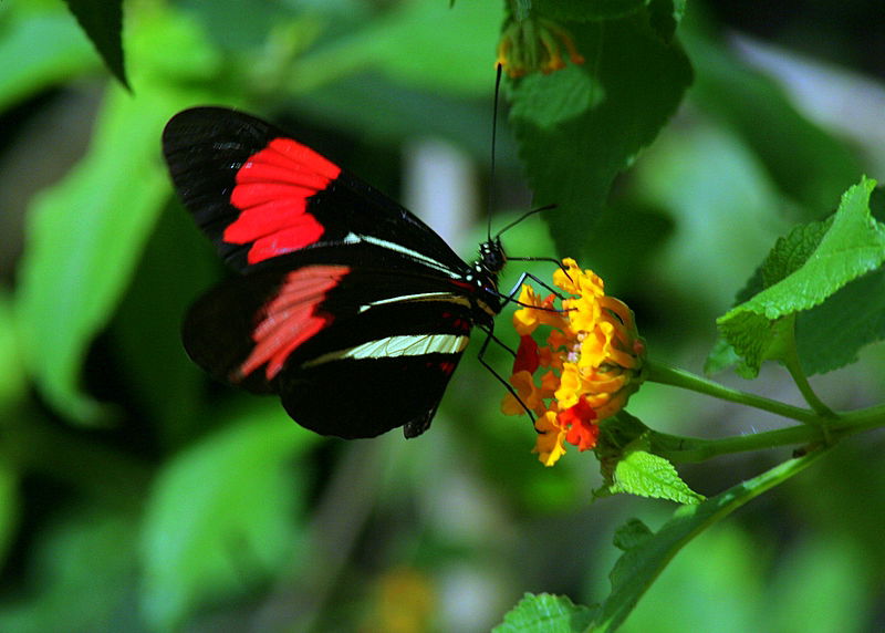 עוצר נשימה: תיעוד מרהיב מהמפלים הגדולים בעולם