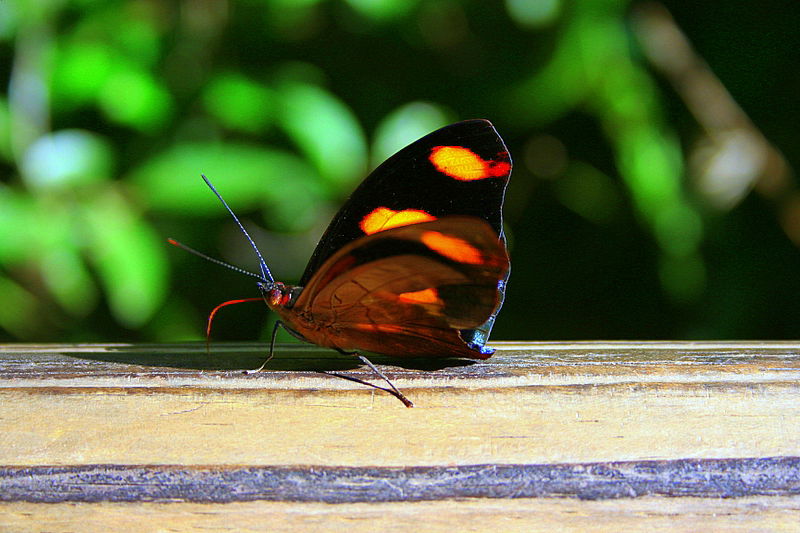 עוצר נשימה: תיעוד מרהיב מהמפלים הגדולים בעולם