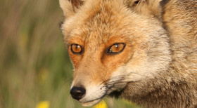 פרשת ויחי: סעודת הפנטזיה של השועל הרעב