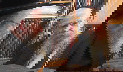 מוזס אצל הגר"ג