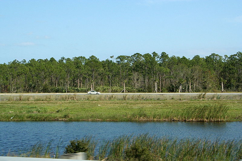 מסע מחוף לחוף: אלפסי במיאמי, פלורידה