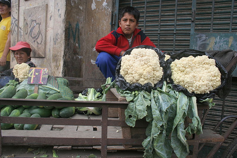 מסע לחבל ארץ עוצר נשימה: אלפסי בעולם בתמונות מפרו