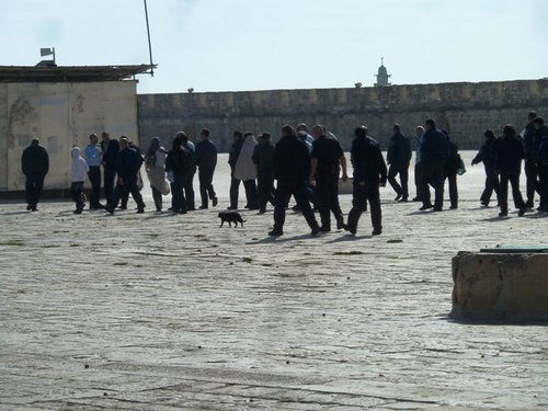 צפו בתמונות: שוטרים מורידים נעליים בהר הבית