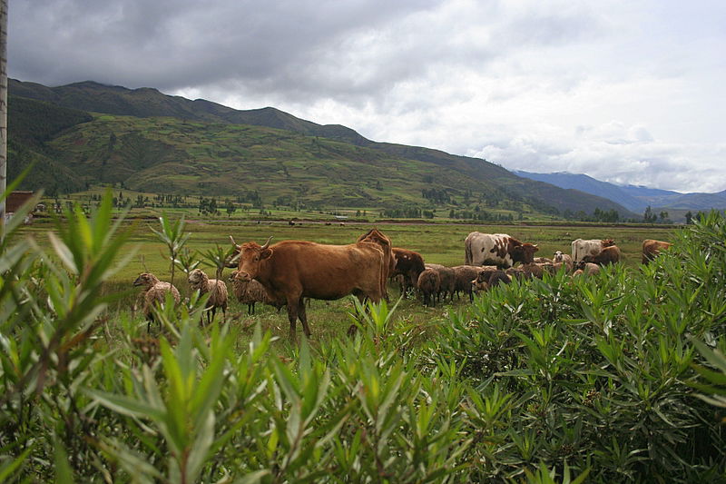 אלפסי בעולם: מסע אל הלגונה הנעלמת