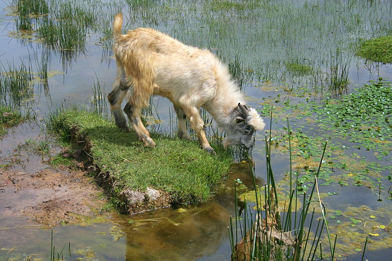 אלפסי בעולם: מסע אל הלגונה הנעלמת