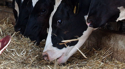 הרב לנדא הורה: "שהפרות יאכלו כשר"