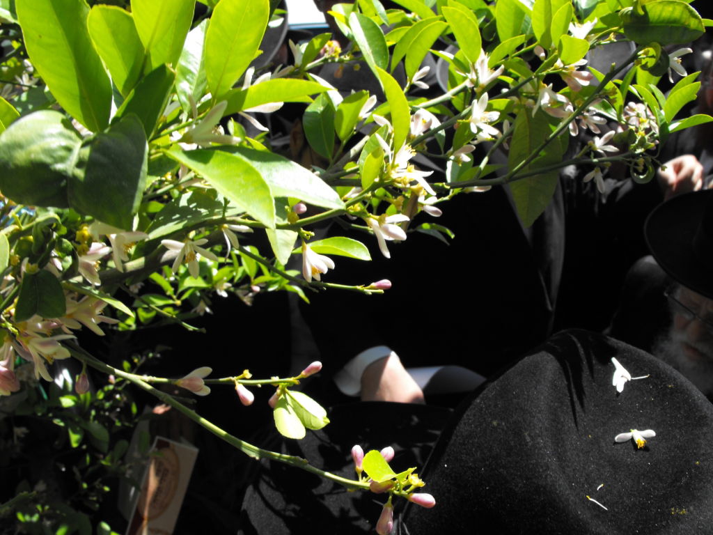 לְהַנּוֹת בָּהֶם בְּנֵי אָדָם: הגרי"ש אלישיב ב"ברכת האילנות"