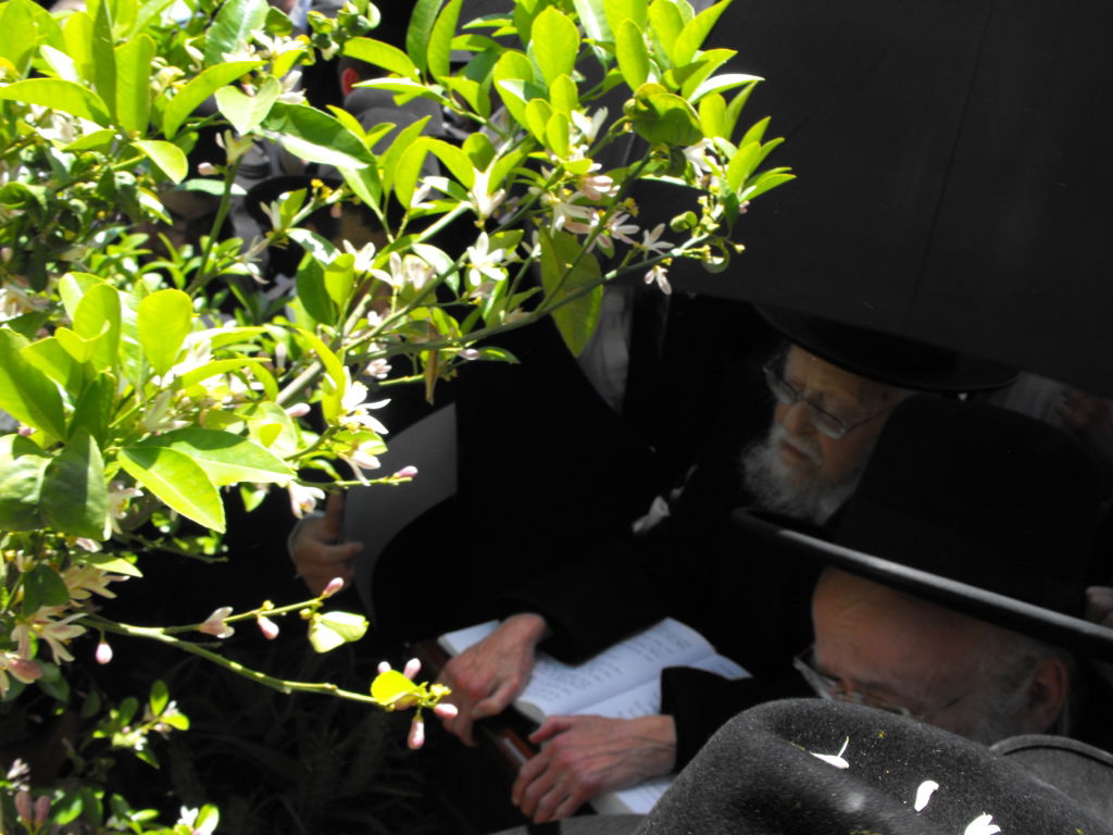 לְהַנּוֹת בָּהֶם בְּנֵי אָדָם: הגרי"ש אלישיב ב"ברכת האילנות"