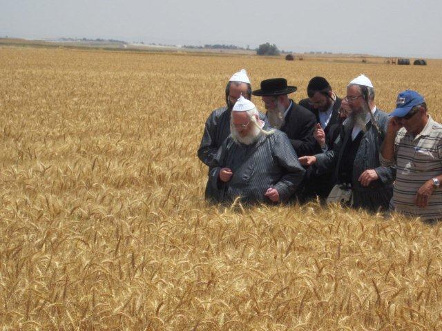 גלריה: קציר חיטים של הרב יעקב בלוי חבר "העדה החרדית"