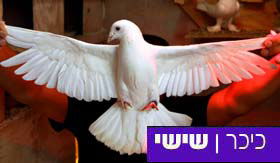 פלא: היונים הלבנות שבו עם כיבוש הכותל