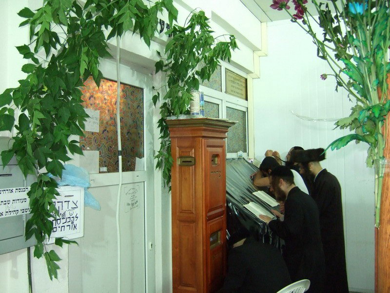 אלפים באומן: גלריה מערב חג-השבועות