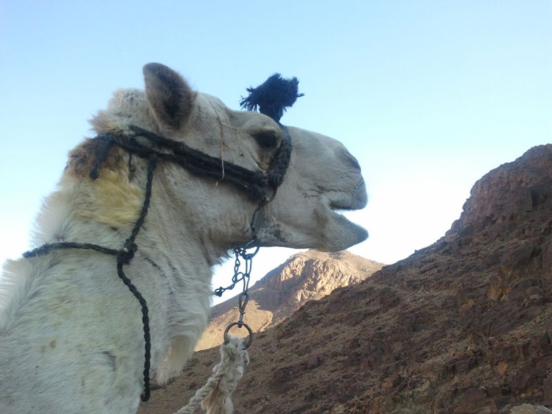 "כאן בדיוק", הצביע ה'מדריך', "עמד 'מוסא' וקיבל את התורה"