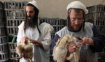 קרויס במשחטה. בקרוב הקאמבק? (פלאש 90)