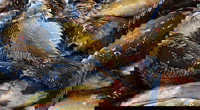 דגים. סימן ההיכר של בין המצרים? (פלאש 90)