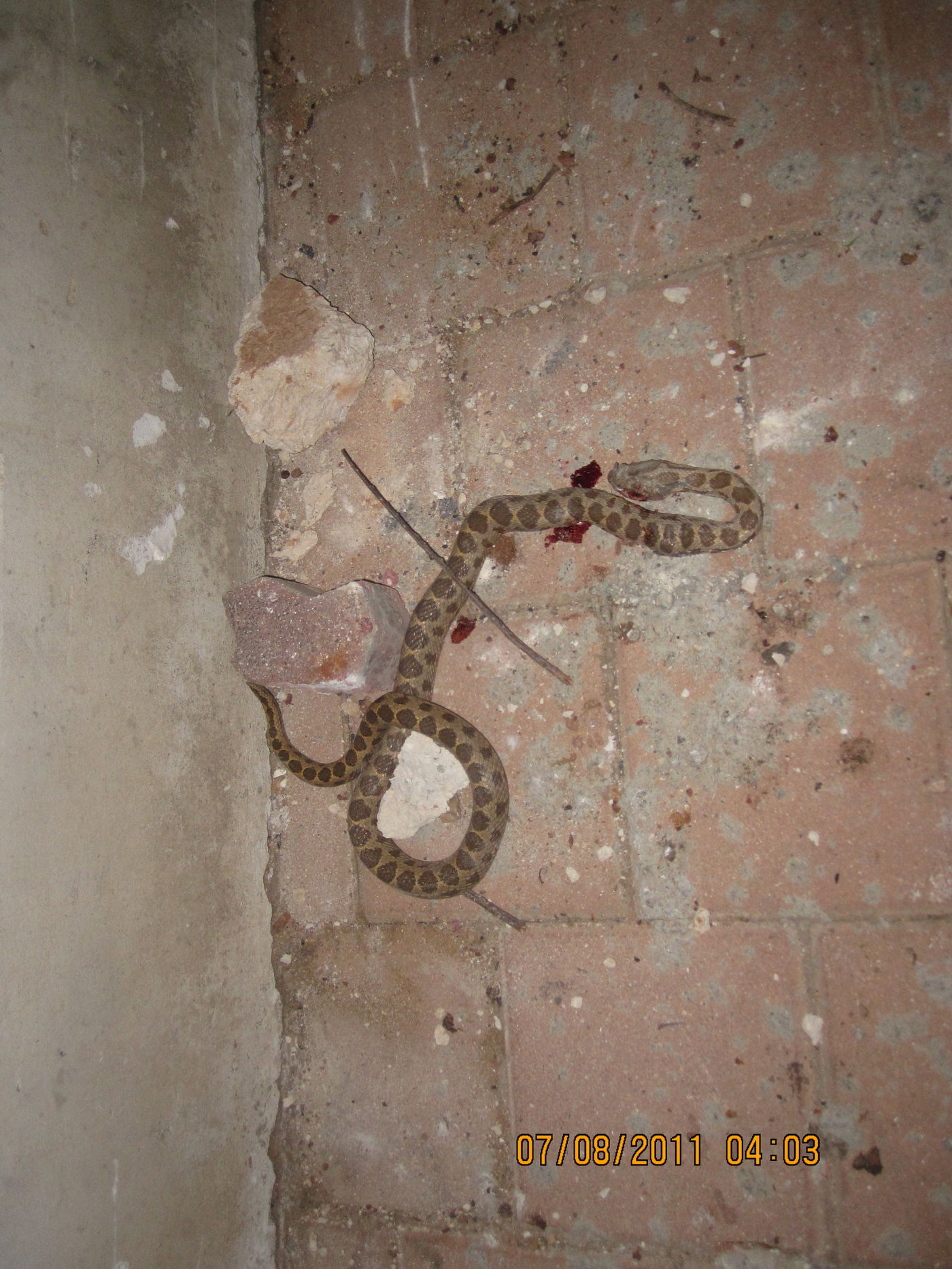 התושבים בב"ב קיימו בהידור "טוב שבנחשים רצוץ את מוחו"