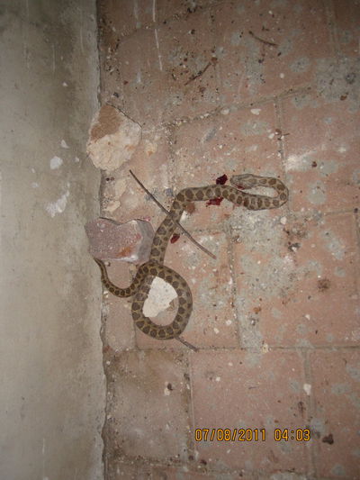 התושבים בב"ב קיימו בהידור "טוב שבנחשים רצוץ את מוחו"