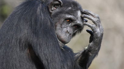 כך היינו נראים בעבר?