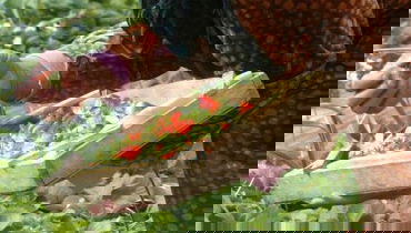 מתכון לסורבה פירות