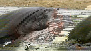 ישראלי הותקף על-ידי היפופוטם - ונעלם