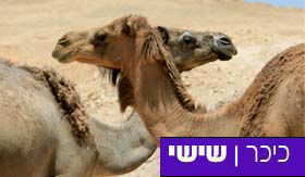 פרשת עקב: המשמעות האמיתית של האוכל