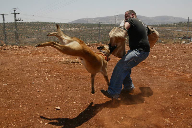 אימת המחבלים: מתנחל דתי שהקים יחידת כלבים מיוחדת